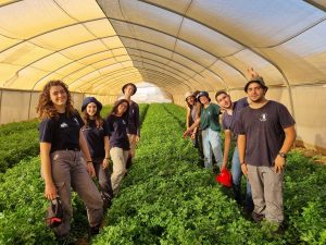 תוכנית אלכסנדר זייד