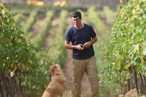 הכורמים-בהר